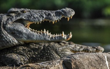 Nil timsah (Crocodylus niloticus çiftleşme).