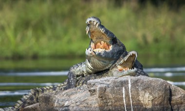 Nil timsah (Crocodylus niloticus çiftleşme).