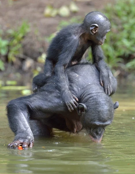 De Bonobos (Pan paniscus) paring in de vijver. — Stockfoto
