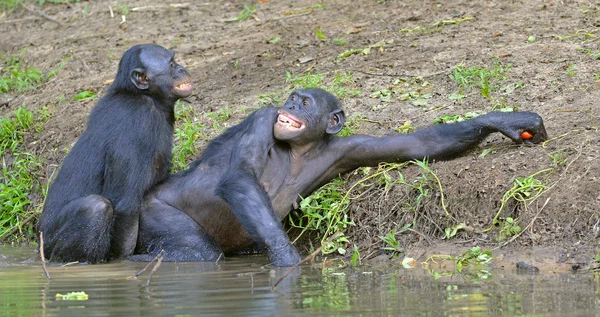 Den bonobos (Pan paniscus) parning i dammen. — Stockfoto