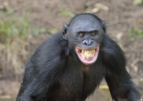 Бонобо, стоящее в воде — стоковое фото