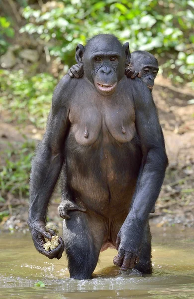 De bonobo (Pan paniscus) — Stockfoto