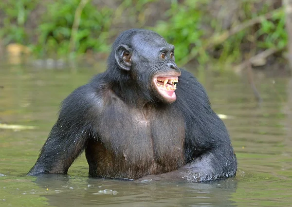 Bonobo de pie en el agua — Foto de Stock