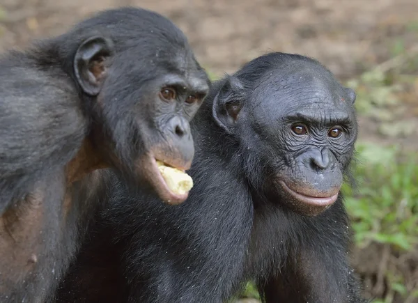 ボノボ(パンパニスカス) — ストック写真