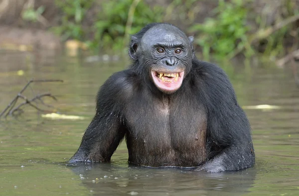 Bonobo em pé na água . — Fotografia de Stock