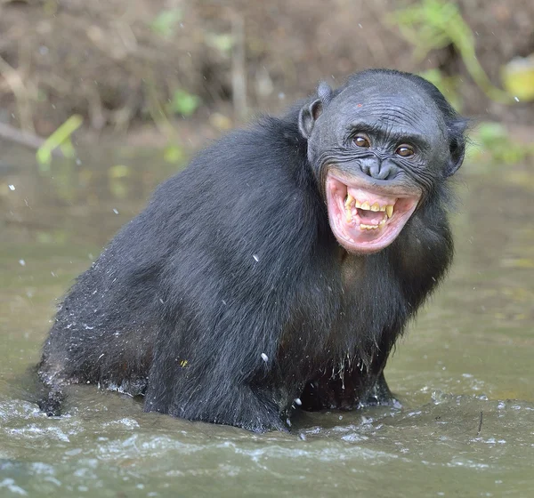 Bonobo (Pan paniscus ). — Zdjęcie stockowe