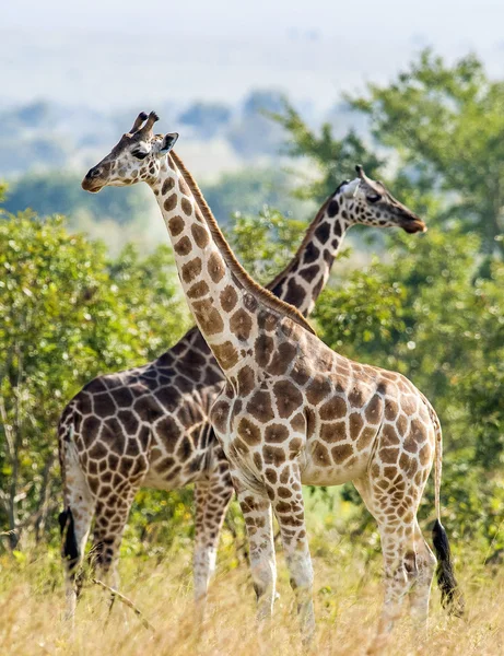 Под сияющим солнцем два жирафа — стоковое фото