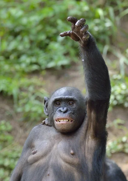 Бонобо (Pan paniscus) ) — стоковое фото