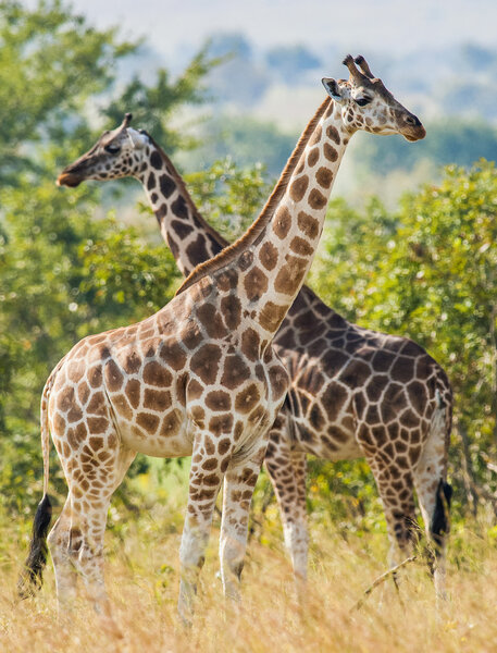  Rothschild Giraffes  (Giraffa camelopardalis) 