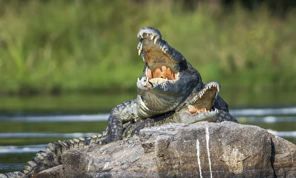 Accoppiamento coccodrilli del Nilo (Crocodylus niloticus ). — Foto Stock