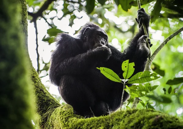 Close-up van portret van chimpansee — Stockfoto