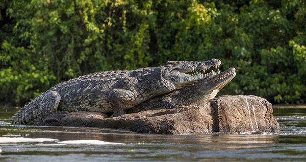 Nil timsah (Crocodylus niloticus çiftleşme). — Stok fotoğraf