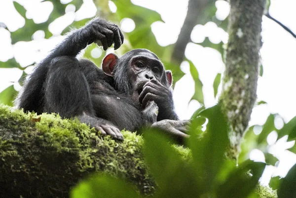 Retrato de cerca del chimpancé — Foto de Stock