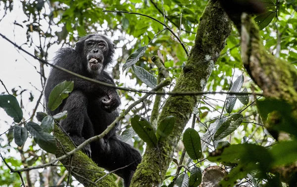 Bliska portret szympans — Zdjęcie stockowe