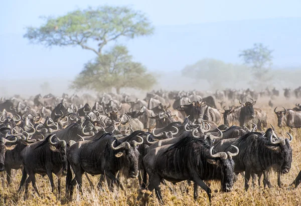 Le troupeau d'antilopes migratrices — Photo