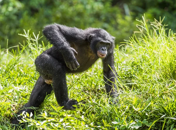 Running male Bonobo in natural habitat. — Stock Photo, Image