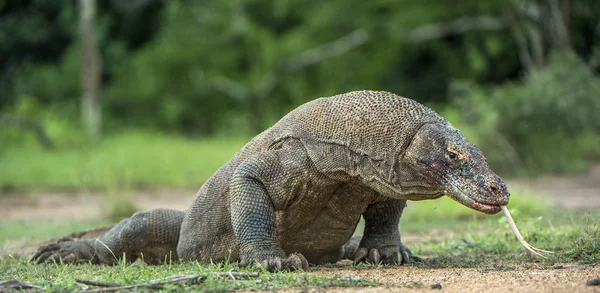 Komodo sárkány a villan ki nyelv. — Stock Fotó