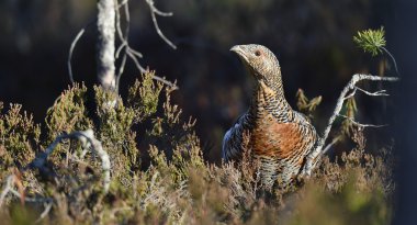 Bir Capercaillie (Tetrao urogallus) 