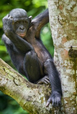 The close-up portrait of juvenile Bonobo   clipart
