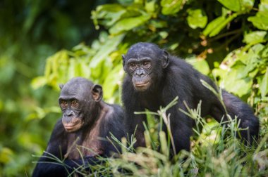 Bonobos in natural habitat.   clipart