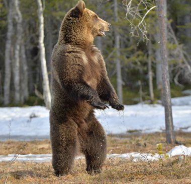 Boz ayı (Ursus arctos) ayakta 