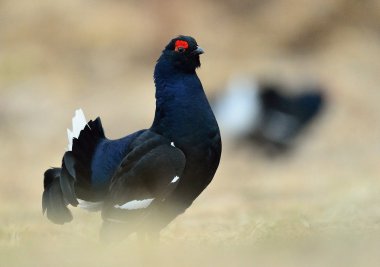 Çalıhorozu (Tetrao urogallus)  