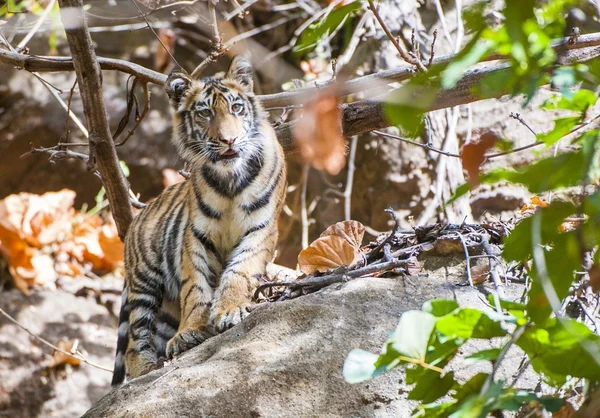 Joven tigre de Bengala —  Fotos de Stock