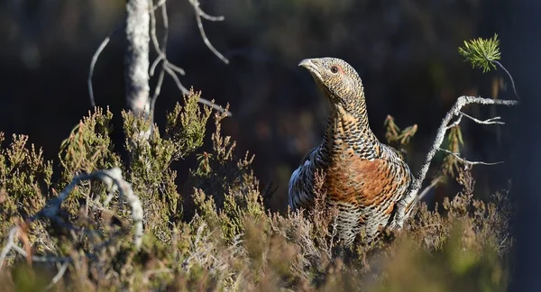 Kapercaillie (Tetrao urogallus) — Stock fotografie