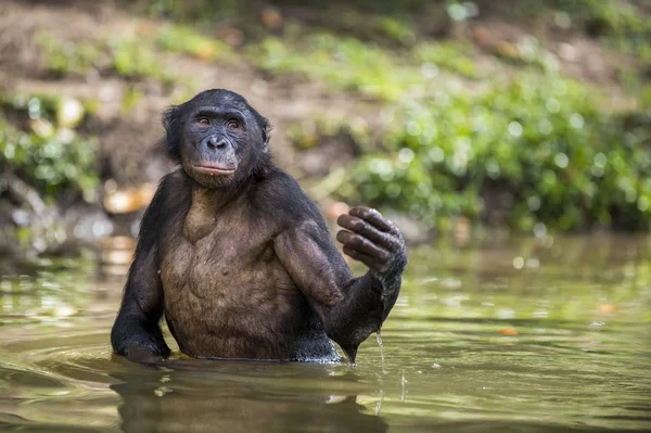 倭黑猩猩站在水里 — 图库照片