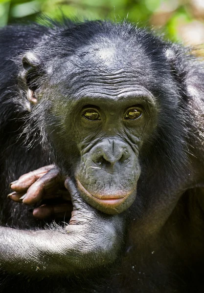 The close-up portrait of Bonobo — Stockfoto
