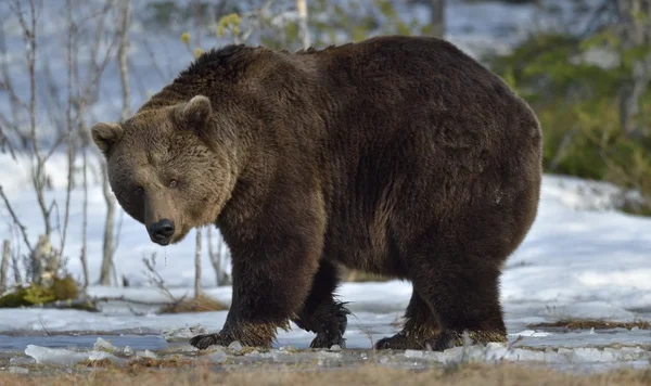 Καφέ αρκούδα (Ursus arctos) — Φωτογραφία Αρχείου