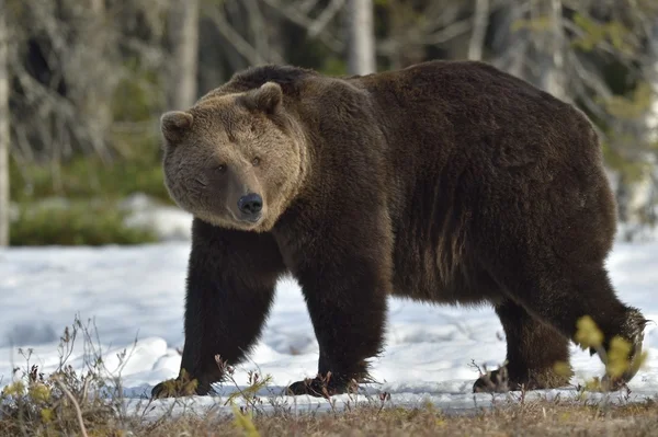 Urso castanho (Ursus arctos) — Fotografia de Stock