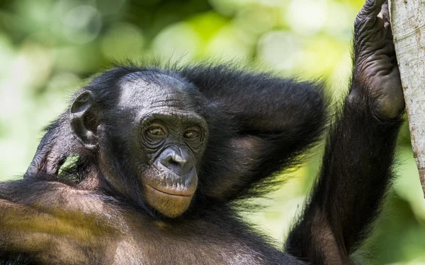 Genç Bonobo'nun yakın çekim portresi — Stok fotoğraf
