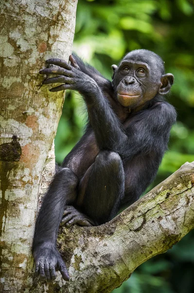 The close-up portrait of juvenile Bonobo — Stock Photo, Image