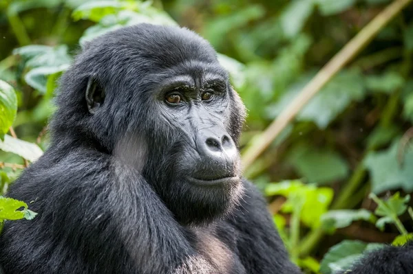 Közelről portré egy hegyi gorilla — Stock Fotó