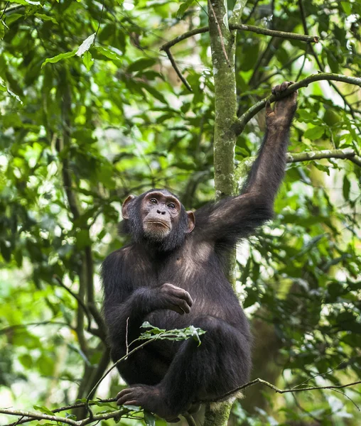 Close up retrato de chimpanzé — Fotografia de Stock