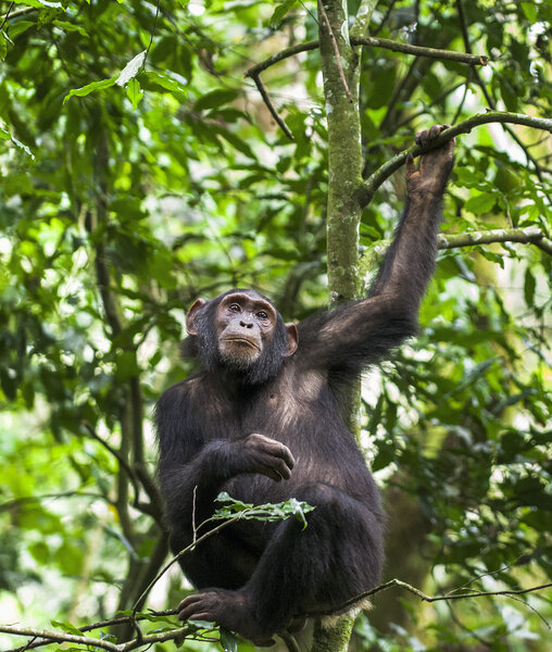 Close up portrait of chimpanzee 