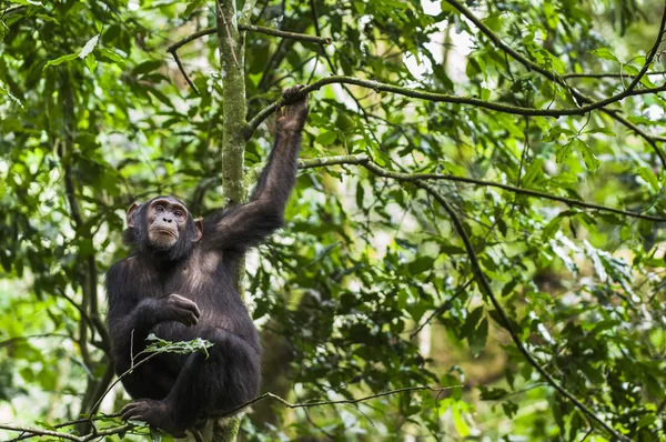 Close-up van portret van chimpansee — Stockfoto