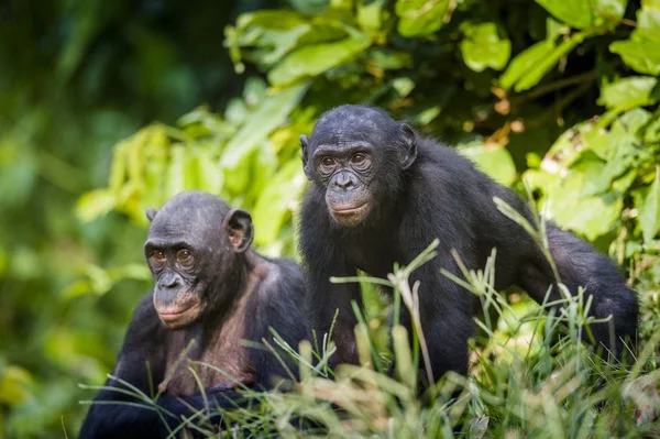 Bonobos im natürlichen Lebensraum. — Stockfoto