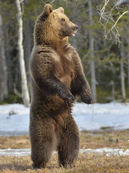 Καφέ αρκούδα (Ursus arctos) στέκεται — Φωτογραφία Αρχείου