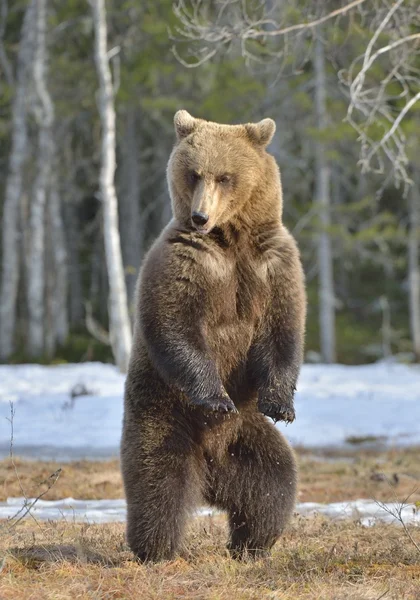 Medvěd hnědý (Ursus arctos) stojící — Stock fotografie