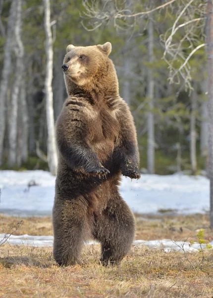 Oso pardo (Ursus arctos) de pie — Foto de Stock