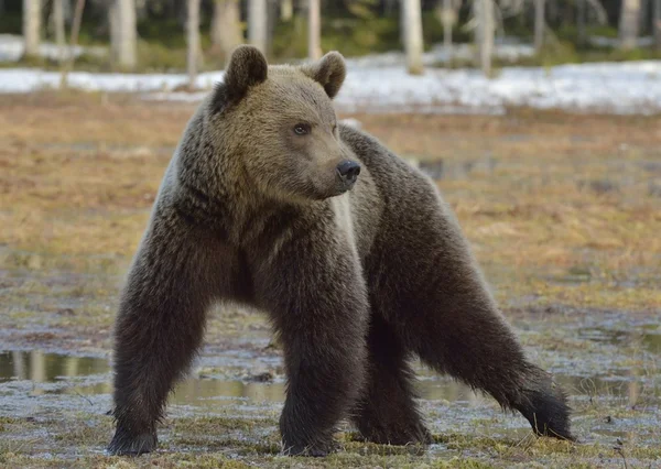 Oso marrón en bosque de primavera . —  Fotos de Stock