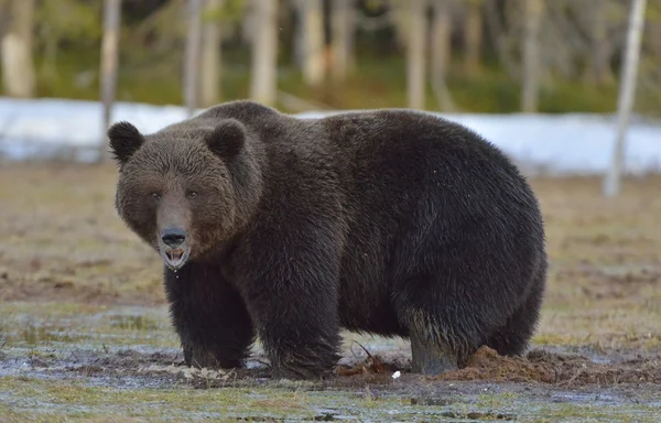 Bruine beer in voorjaar bos. — Stockfoto