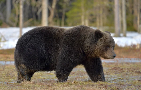 Oso marrón caminando macho —  Fotos de Stock