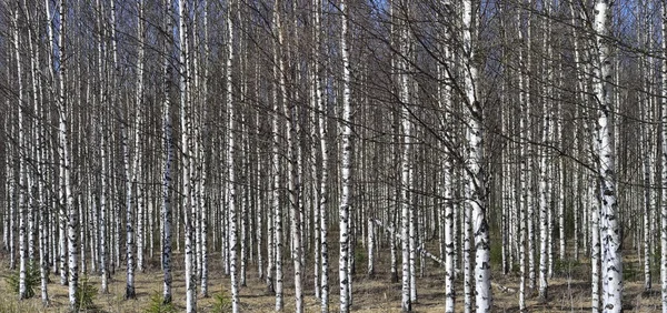 Beyaz huş ağaçları — Stok fotoğraf
