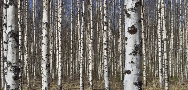 Beyaz huş ağaçları — Stok fotoğraf