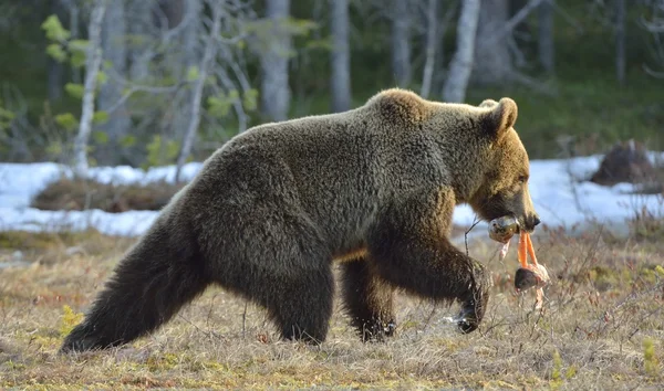 Urso castanho (Ursus arctos) — Fotografia de Stock