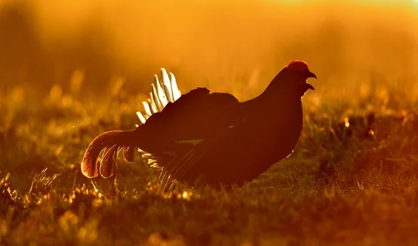 Birkhuhn, black grouse (Tetrao tetrix) — Stock Photo, Image