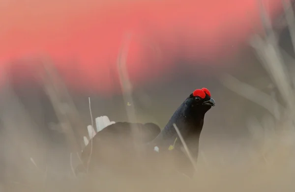 Birkhuhn, grouse preto (Tetrao tetrix ) — Fotografia de Stock